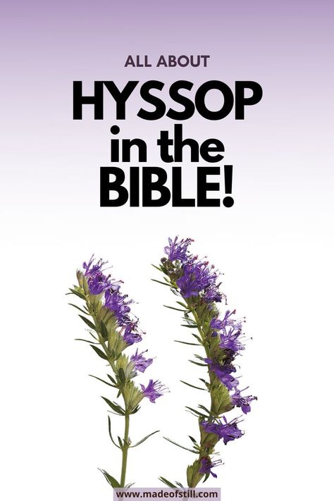 Hyssop bible study, Hyssop in the Bible Hyssop Drawing, Hyssop Tattoo, Flowers In The Bible, Bible Plants, Garden Of Eden Tattoo, Hyssop Plant, Biblical Plants, Bible Flowers, Eden Tattoo