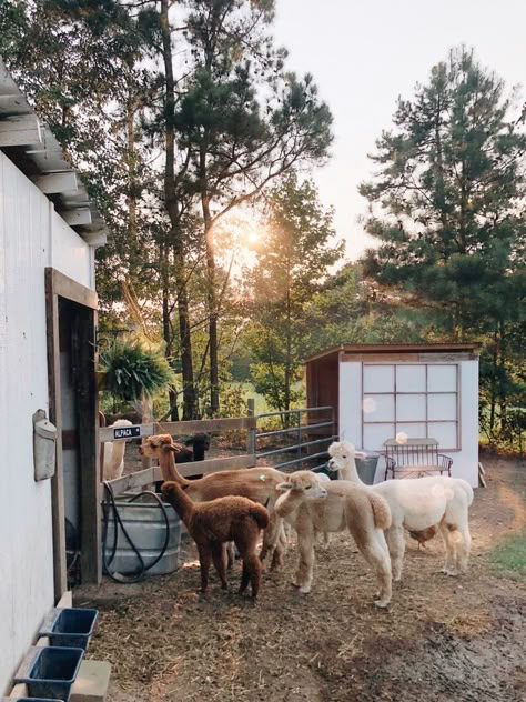 Homesteading Aesthetic, Hobby Farm Ideas, Farm With Animals, Ranch Animals, Sleeper Train, Farm Dream, Connecting With People, Raised Bed Gardening, Future Farms