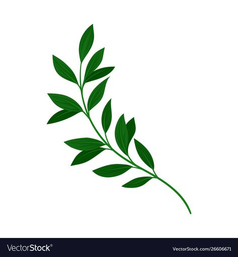 Branches With Leaves Drawing, Green Leaves Drawing, Leaves With White Background, Leaves On Branch, Leaf Clipart Black And White, Leaves Vector Illustrations, Flowers Icon, Leaf Vector Illustration, Leaf Icon