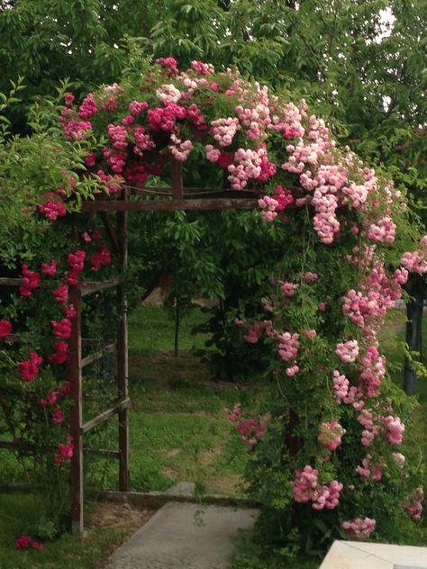 Bush Garden, Rose Trellis, Brambly Hedge, Climbing Rose, Garden Arches, Cottage Garden Design, Garden Tool Set, Outdoor Gardens Design, Outdoor Decor Backyard