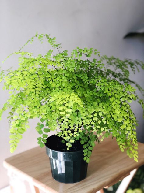 Pot Gantung, Maiden Hair, Plant Kingdom, Air Purifying House Plants, Live House Plants, Maidenhair Fern, Plant Wishlist, Live House, Home Air Purifier