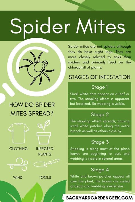 infographic explaining what a spider mite is what the stages of infestation are How To Get Rid Of Grain Mites, Spider Mites On Plants Houseplant, How To Get Rid Of Spider Mites On Plants, Spider Mites How To Get Rid Of, Neem Oil For Plants Pest Control, Spider Mites On Plants, Dust Mites Bites, Neem Oil For Plants, Green House Gardening