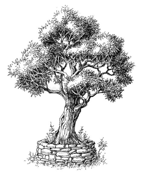 Olive tree drawing. Olive tree black and white drawing isolated #Sponsored , #sponsored, #Paid, #tree, #isolated, #white, #Olive Olive Tree Drawing, Trees Art Drawing, Tree Drawing Simple, Tree Drawings, Simple Sketch, Draw Realistic, Nature Art Drawings, Tree Drawings Pencil, Tree Sketches