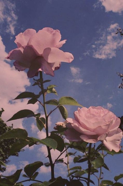 #aesthetic #sky #flowers #nature #background #rose #photography  https://weheartit.com/entry/326608864 Wallpaper Mawar, Carcase Iphone, Foto Muro Collage, Wallpaper Estetika, Aesthetic Roses, Flower Iphone Wallpaper, Wallpaper Pastel, Cute Flower Wallpapers, Iphone Wallpaper Tumblr Aesthetic