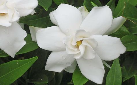 Noted for its cold hardiness, Gardenia jasminoides 'Frostproof' (Cape Jasmine) is a medium-sized evergreen shrub with thick, lustrous, lance-shaped, dark green leaves and sweetly fragrant, large white double flowers with narrow petals, 2-3 in. across (5-8 cm). Flower buds withstand late spring frosts without damage. Blooming in early summer and sporadically during the rest of the summer, this handsome shrub makes a stunning addition to the landscape. Cape Jasmine, Gardenia Jasminoides, Gardenia Plant, Evergreen Hedge, Jasmine Plant, Acid Loving Plants, Farm Nursery, Its Cold, Foundation Planting