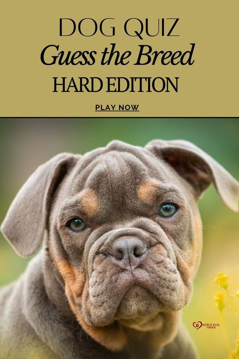 QUIZ: Guess the breed - Hard edition Dog Trivia, Dog Breed Quiz, Dog Quizzes, Dog Quiz, Names Dog, Olde English Bulldogge, Dog Instagram, Knowledge Test, Rare Dogs