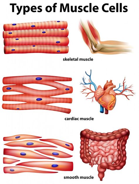 Muscle Cell, Cell Diagram, Types Of Muscles, Sistem Saraf, Study Biology, Basic Anatomy And Physiology, Nursing Student Tips, Biology Facts, Medical Student Study