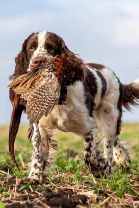 Hunting Dog, Hunting Dogs Aesthetic, Hog Hunting With Dogs, English Springer Spaniel Hunting, Field Springer Spaniel, Hunting Dogs Breeds, Beagle Hunting, Working Dogs Breeds, Working Springer Spaniel