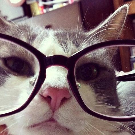 Todo es del color según el color del cristal con que se mire. Cat Wearing Glasses, Cat With Glasses, Kitty Images, Cat Glasses, Silly Cats Pictures, Cat Icon, Silly Animals, Cute Animal Pictures, Silly Cats