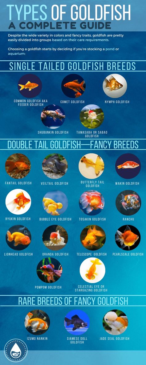 Goldfish Species, Types Of Goldfish, Lionhead Goldfish, Bubble Eye Goldfish, Shubunkin Goldfish, Goldfish Breeding, Goldfish Care, Ryukin Goldfish, Common Goldfish