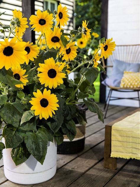 Growing Sunflowers in Pots: A Step-by-Step Guide Sunflowers In Planters, Sunflowers In Pots Planters, Indoor Sunflower Plant, How To Grow Sunflowers In A Pot, Planting Sunflowers In Pots, Growing Sunflowers In Pots, Sunflower Planter Ideas, Sun Flower Garden Ideas, Sunflower Garden Aesthetic