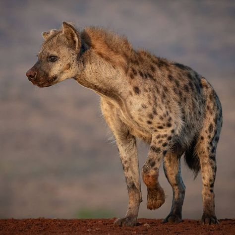 Spotted Hyena (Crocuta crocuta) / Hyène tachetée / Image by Ortwin Khan from 500px Were Hyena, Hyena Reference Photo, Hyenas Aesthetic, Spotted Hyena Tattoo, Spotted Hyena Art, Spotted Hyena Aesthetic, Spotted Hyena Photography, Hyena Side View, Hyena Side Profile