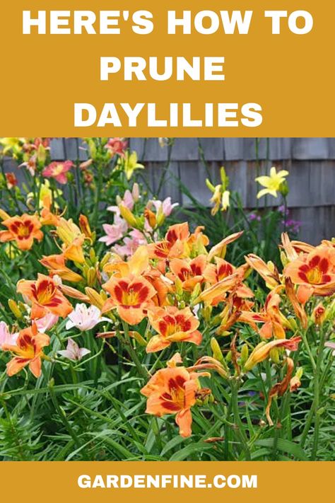 Pruning Day Lillies, What To Plant With Daylilies, Day Lilies Landscaping, Day Lilies Care, Taking Care Of Plants, Reblooming Daylilies, Shower Hardware, Lily Care, Day Lillies