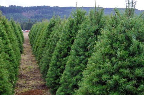 The Ultimate Guide to U-Cut Christmas Tree Farms | Portland Monthly Christmas Tree Farm Business, Planting Christmas Trees, Starting A Christmas Tree Farm, Growing Christmas Trees, How To Start A Christmas Tree Farm, Starting A Pumpkin Patch Business, Real Xmas Trees, Tree Farm Ideas, Pumpkin Patch Business