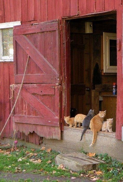 Country Barns, Future Farms, Söt Katt, Farms Living, Red Barns, A Barn, Old Barns, Country Farm, Red Barn