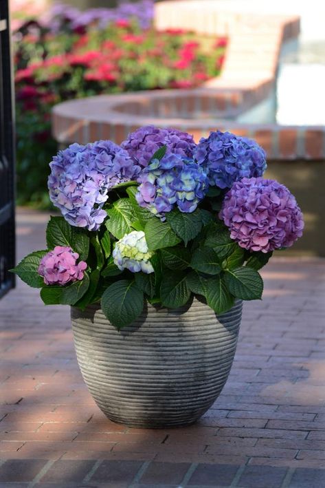 Shade Plants Container, Flower Container Ideas, Full Sun Container Plants, Plants For Containers, Front Porch Plants, Plants Under Trees, Shade Loving Plants, Shade Loving Perennials, Hgtv Garden