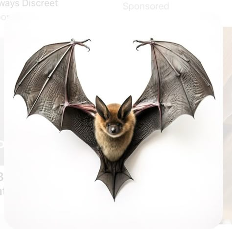 Bat Reference Photo, Bats Reference, Bat Portrait, Bat Photography, Bat Pictures, Bat Reference, Bat Anatomy, Bat Sketch, Bat Drawing