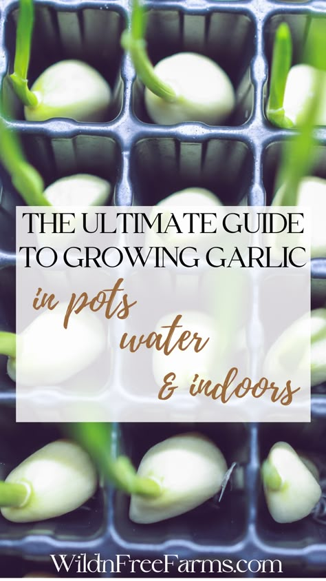 grow garlic in pots How To Grow Garlic From A Clove In Water, How To Grow Garlic In A Pot, Grow Arugula Indoors, Growing Garlic From Cloves Indoors, How To Grow Garlic Indoors, How To Grow Garlic From A Clove, How To Grow Garlic, Grow Garlic From Clove, Propagate Garlic