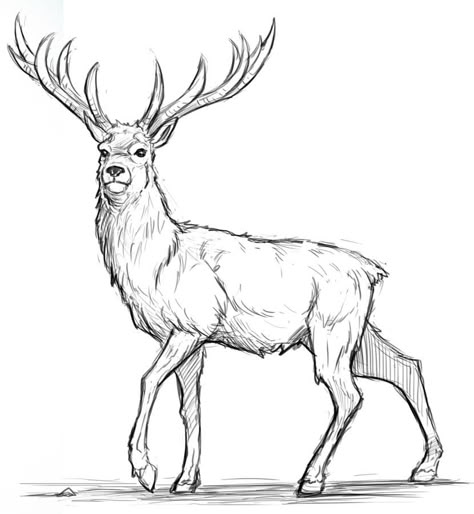 Deer Drawing Simple, Deer Drawing Easy, Draw A Deer, Elk Drawing, Reindeer Drawing, Deer Sketch, Deer Drawing, Drawing Legs, Character Design Cartoon