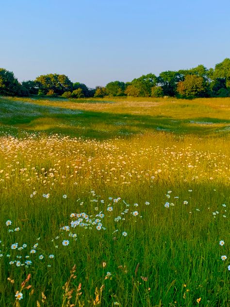 Flower field #spring #june #flowers #floral #aesthetic #aestheticwallpaper #aesthetictumblr June Flowers, Floral Aesthetic, Pretty Landscapes, Fields Photography, Spring Aesthetic, Nature Aesthetic, Flower Field, Pretty Places, Summer Aesthetic