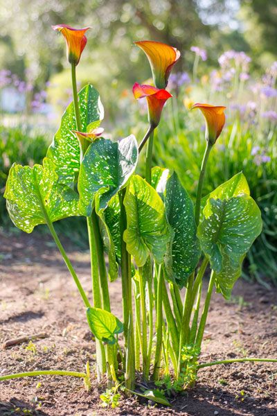 Calla Lily - Care, Growing, Watering, Flowering, Propagation - Plant Index Growing Calla Lilies, Calla Lily Garden Design, Calla Lily Plant Care, Calla Lily Care Outdoor, Water Lilly Aesthetic, Cali Lilly, Lilly Flower Aesthetic, Calla Lily Care, Lilly Illustration