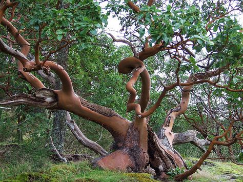 Ancient Arbutus menziesii, Thetis Lake Park, BC, Canada ~ by ngawangchodron, via Flickr Arbutus Tree, Cool Trees, Christmas Nature, Strawberry Tree, Weird Trees, Amazing Trees, Salt Spring Island, Lovely As A Tree, Fall Trees