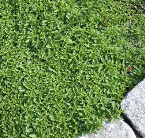 Arizona Ground Cover Drought Tolerant, Ground Covers For Slopes, Groundcover For Slopes, Ground Cover For Slopes, Low Maintenance Landscape Ideas, Grass Alternatives, Red Creeping Thyme, Low Maintenance Landscape, Thymus Serpyllum