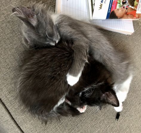 Cute kittens!  A gray and black tuxedo cat. Brothers Buster and Spike love each other.  Sleep hugs!💙 Grey And Black Cat, Black And Gray Cat, Black And Grey Cat, Black Tuxedo Cat, Sleep Hug, Black Cat Aesthetic, U And Me, Big Bunny, Cat Hug