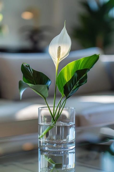 How To Grow A Peace Lily In Water: Hydroponic Beauty Peace Lily Propagation In Water, How To Grow Peace Lily In Water, Peace Lily In Water Vase, Peace Lily Care Indoor, Peace Lily In Water, Growing Lillies, Peace Lily Plant Care, Lilly Plants, Peace Plant