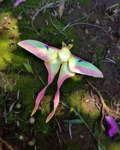 Luna Moth Cute Moths, Pretty Bugs, Luna Moths, Cute Moth, Cool Bugs, Moths And Butterflies, Beautiful Bugs, Cool Animals, Luna Moth