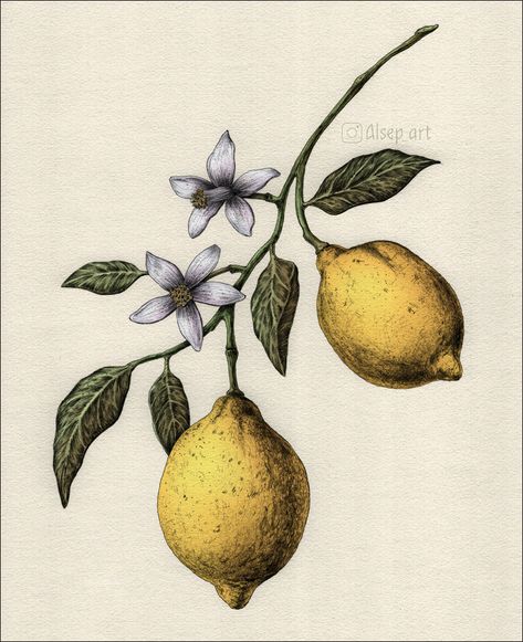 Lemons :: Behance Fruits Of Spirit, Botanical Illustration Tattoo, Lemon Drawing, Quirky Invitations, Fruit Tattoo, Branch Tattoo, Digital Art Drawing, London Tattoo, Spirit Board