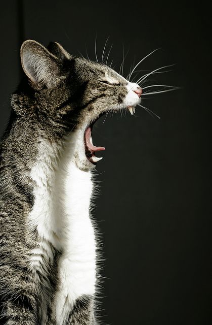 What Cats Can Eat, Funny Pet Videos, Cat Yawning, Pet Videos, Fruits Drawing, Cat Shelves, Cat Pose, Cat Travel, Crazy Funny