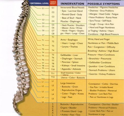 INNERVATION • • Scalp • Diaphragm • • Oren. • POSSIBLE SYMPTOMS • Migraine • • Had Colds • • • StiF • High Fir.er Pain • Mi Nbcot Exam, Spinal Cord Injuries, Thoracic Spine, Sinus Problems, Spinal Nerve, Anatomy Physiology, Migraine Headaches, Basic Facts, Exam Prep