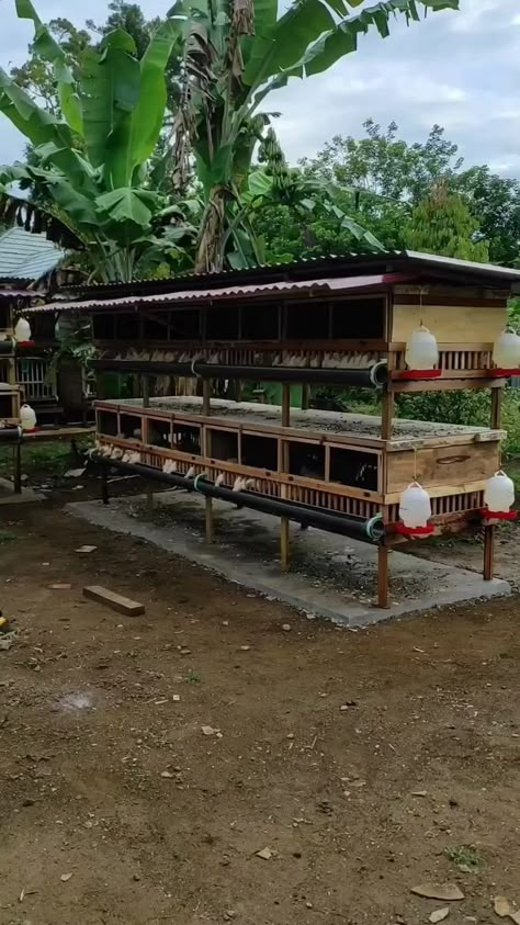 Backyard Chicken Run, Simple Chicken Coop, Poultry Farm Buildings, Backyard Chickens Diy, Chicken Farming House, Reban Ayam, Chicken Coop Designs Diy, Poultry Farm Design, Como Plantar Pitaya