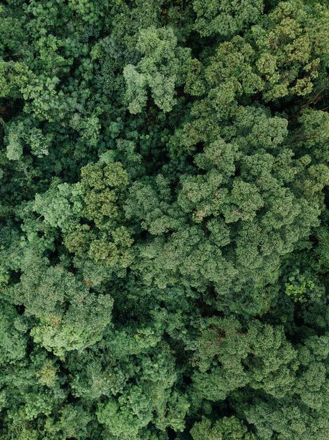 Holding Strawberry, Texture Photoshop, Trees Top View, Forest Map, Photoshop Rendering, Plant Texture, Tree Plan, Tree Textures, Forest Plants