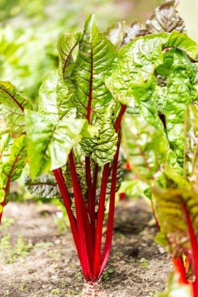 Crimson Cherry Rhubarb Care – Learn About Planting Crimson Cherry Rhubarb Swiss Chard Quiche, Plant Reference Photos, Chard Quiche, Pot Plant Garden, Plant Garden Design, Indoor Kitchen Garden, Cherry Rhubarb, Rhubarb Plant, Rainbow Swiss Chard