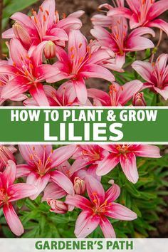 Growing Lillies, Chain Of Hearts Plant, Lilly Plants, Lilly Garden, Flower Care Tips, Growing Lilies, Lily Care, Lily Seeds, Lilly Flower