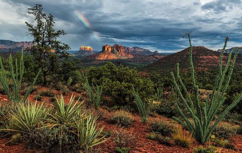 5 Reasons You Must See Coconino National Forest Sedona Landscape, Coconino National Forest, Sedona Travel, Desert Scenery, Arizona Camping, Cathedral Rock, Travel Arizona, Arizona Vacation, Visit Arizona