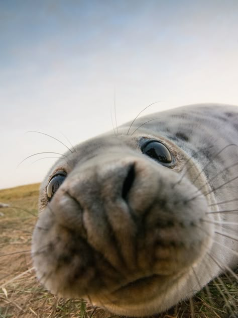 Grey Seal, Cute Seals, Seal Pup, A Seal, Silly Animals, Sea Lion, Little Animals, Sea Animals, Cute Little Animals