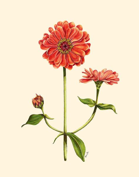 Zinnia Botanical Illustration, Zinnia Line Drawing, Zinnia Drawing Simple, Zinnia Illustration, Zinnia Flowers Tattoo, Zinnia Flowers Drawing, Zinnia Drawing, Zinnia Watercolor, Zinnia Tattoo