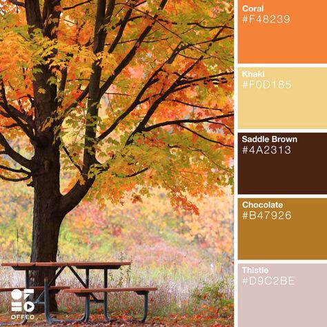 Color Palette Autumn, Palette Autumn, Fall Color Schemes, Yarn Color Combinations, Colors Background, Fall Forest, Nature Background Images, Good Color Combinations, Nature Color Palette