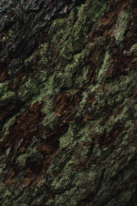 Earth Texture, Forest Color, Affinity Photo, Green Texture, The Rainforest, Minimalist Photography, Ap Art, Cinematic Photography, Natural Forms