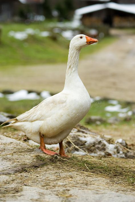 Goose Reference, Goose Portrait, Goose Photography, Goose Photo, Goose Aesthetic, Geese Photography, Medieval Farm, Goose Painting, Geese Breeds