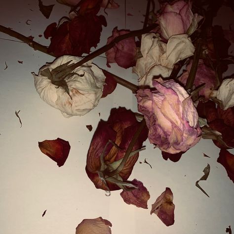 Creepy Flower Aesthetic, Beautiful Deadly Flowers, Faded Flowers Aesthetic, Wilted Flower Aesthetic, Red Poetry Aesthetic, Flower Petal Aesthetic, Rose Bush Photography, Dead Wife Aesthetic, Strangulation Aesthetic