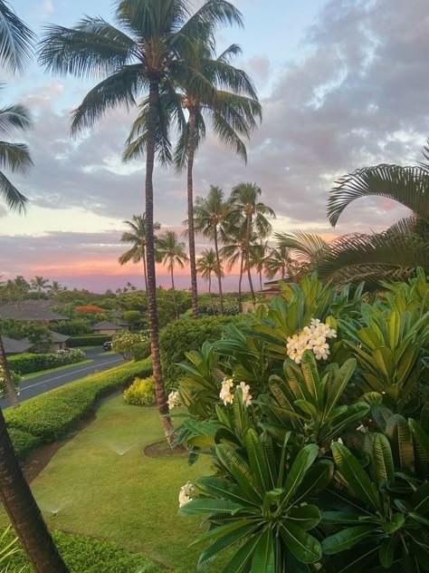 Palmtrees Aesthetic, Sunset Vacation, Sunset Flowers, Beachy Aesthetic, Hawaii Life, Pretty Landscapes, Flowers Green, Pretty Sky, Summer Dream