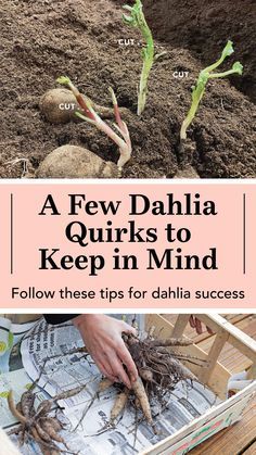 Dahlia Planting Combinations, Dahlia Flower Growing, Dahlia Flower Planting, When To Plant Dahlia Tubers, Dahlia Flower Beds Gardens, Caring For Dahlias, Dahlia Tuber Planting, Starting Dahlia Tubers Indoors, Waking Up Dahlia Tubers