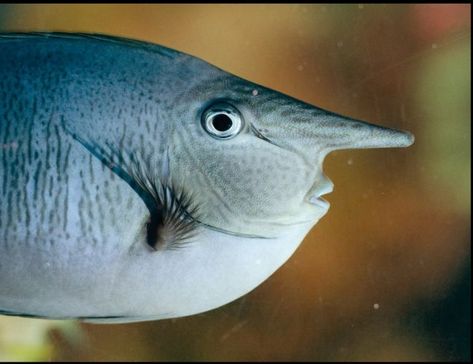 The spotted unicorn fish has a long horn that protrudes from the top of its head, just like the re-fuelling tube on the front of the RAF spy planes. It recently arrived at the Sealife Centre in Weymouth, Dorset. Flora Marina, Unicorn Fish, Vine Snake, Fish In The Ocean, Parrot Fish, Puffins Bird, There Is No Planet B, No Planet B, Big Nose