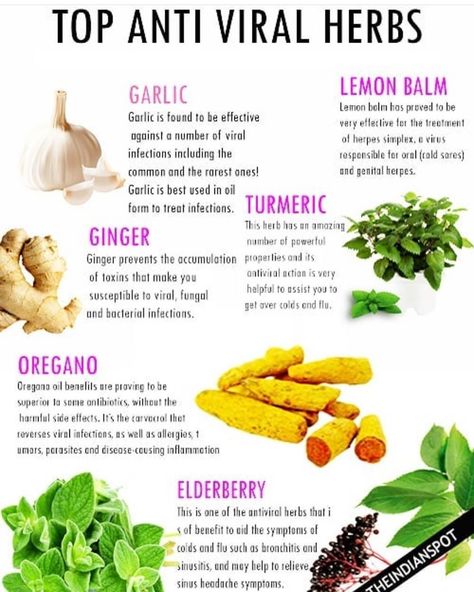 PlantCures- Natural Remedies on Instagram: “Which are your most used natural anti-viral herbs?  Follow @plantycures for Daily Natural Remedies and Tips! 🔔 Turn on our post…” Antiviral Foods, Antiviral Herbs, Herbs For Hair, Medical Herbs, Healthy Herbs, Herbs Plants, Natural Antibiotics, Herbal Healing, Herbs For Health