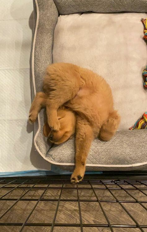 Dog Sleeping Positions, Cute Dog Videos, Sleeping Animals, Barking Dog, Smart Boy, Sleeping Puppies, Really Cute Dogs, Trash Panda, Super Cute Animals