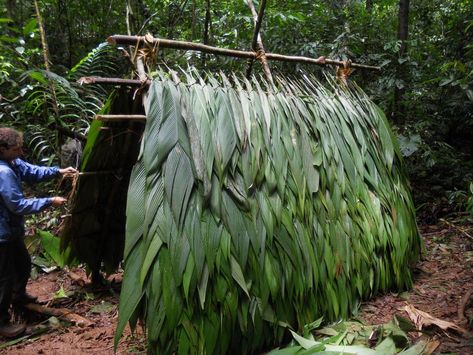 Ray Mears, Rainforest Trees, Island Survival, Rainforest Plants, Bamboo Panels, Survival Shelter, People Of Interest, The Rainforest, Desert Island